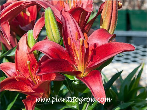 Asiatic Lily Black Bird
dark red, up facing flowers
16-18 inches tall